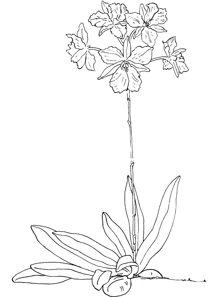 Broughtonia Sanguinea