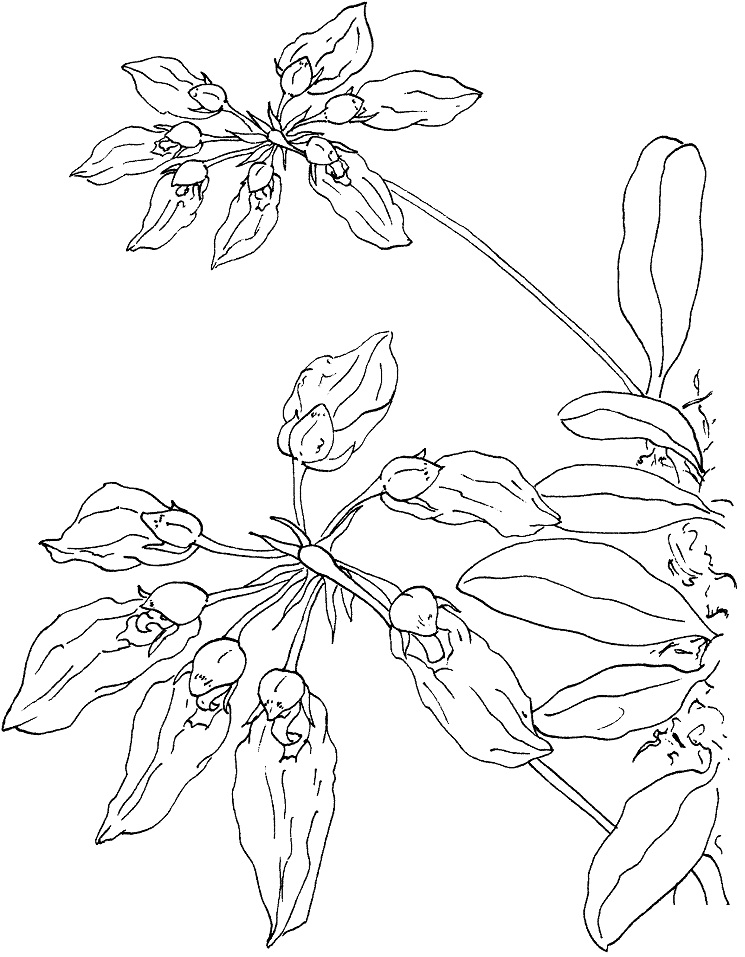 Cirrhopetalum Orchid