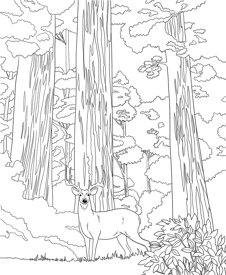 Sequoia National Park